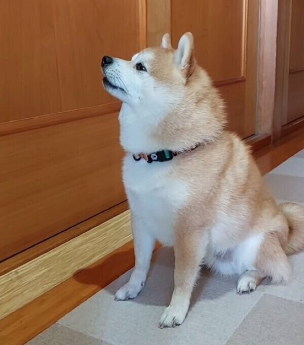 「早く中に入れて〜」とアピールする豆助くん