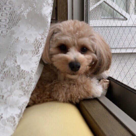 お散歩に行きたいソナちゃん