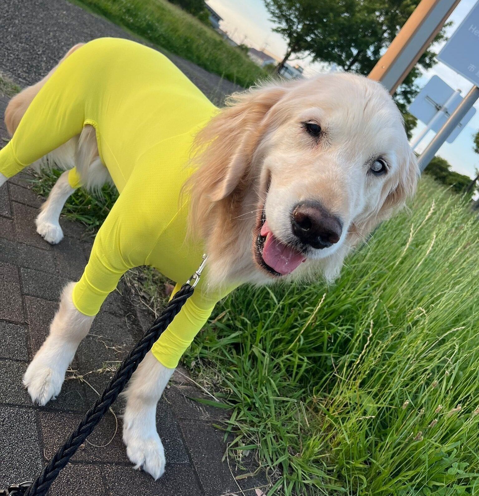 楽しそうにお散歩をしているれんくん