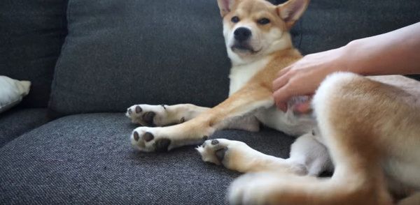 ソファーの上でゴロゴロするゾロくん