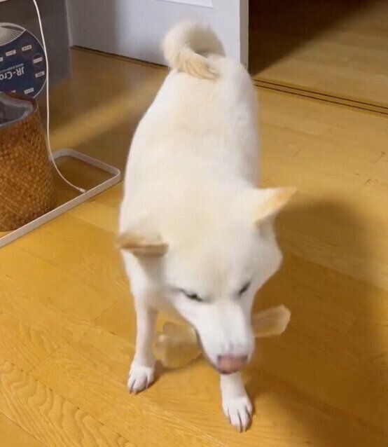 ガムをくわえるチョビちゃん