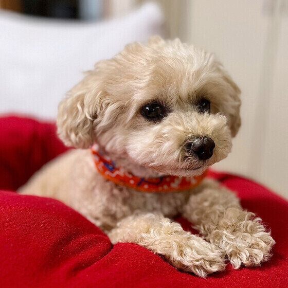 ペットカメラを室内に設置するメリットとは いぬのきもち