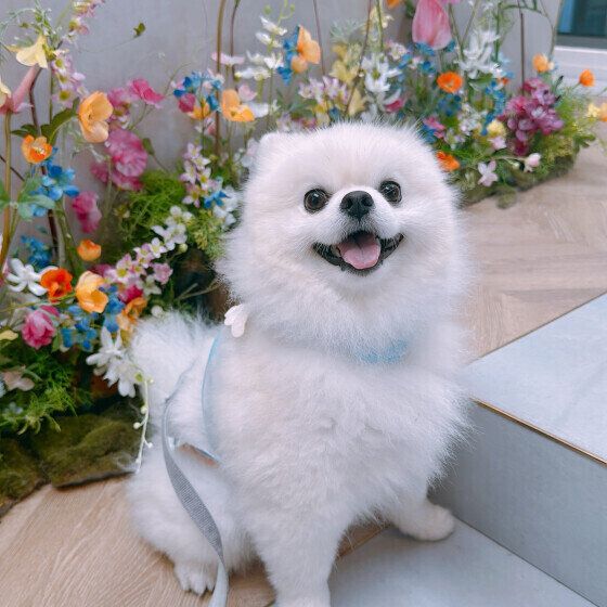 犬の「普段と異なる様子」ってどういうこと？ 犬の体調不良のサインとは いぬのきもち