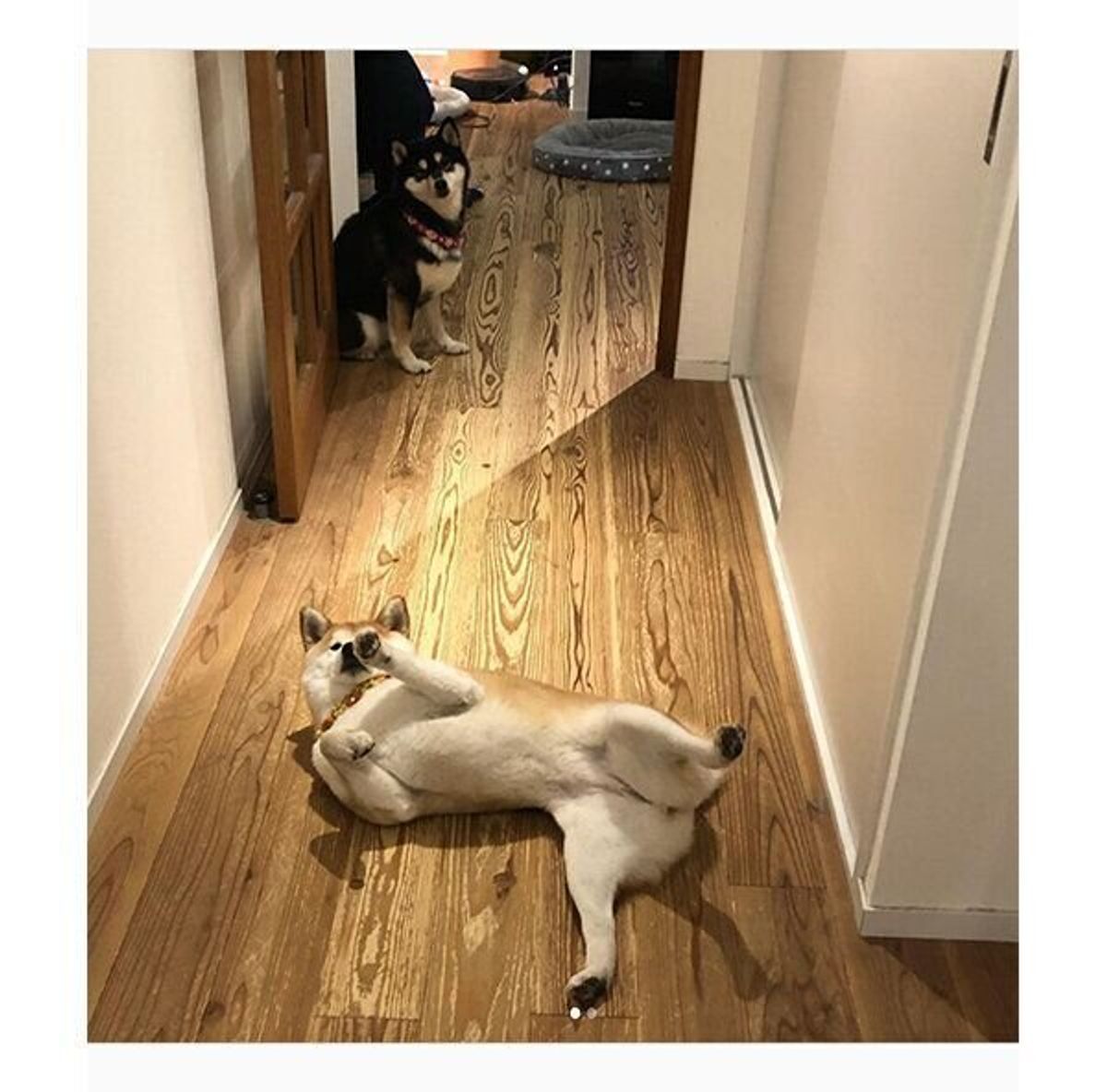 お風呂中の飼い主を出待ちする柴犬コンビ 性格の違いがわかる 対照的な待ち姿 とは いぬのきもちweb Magazine お風呂中の飼い主を出待ちする柴犬コンビ 性格の違いがわかる 対照的な待ち姿 とは いぬのきもちweb Magazine