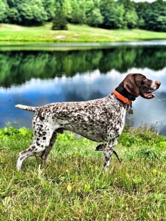 ジャーマン・ショートヘアード・ポインター