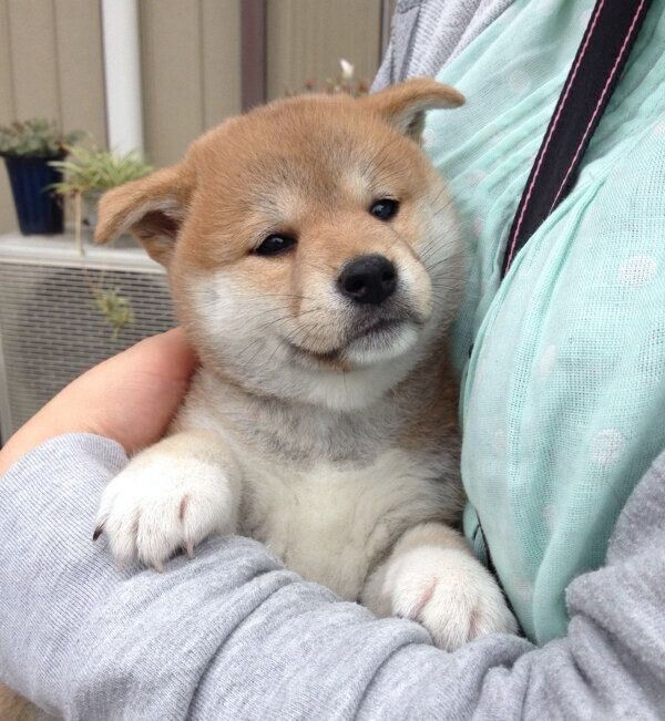 子犬時代のゆめちゃん