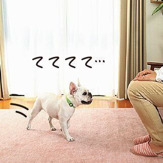 吠えたり飛びつかないならOK