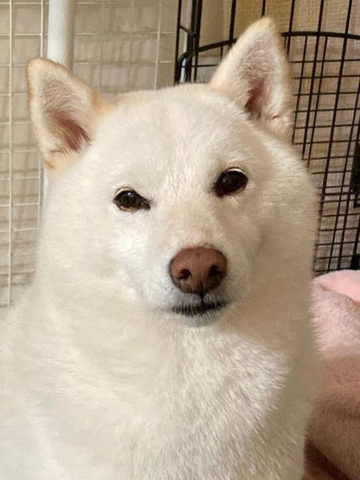 家族のことをよく見ていて、家族の会話をよく聞いているというさくらちゃん