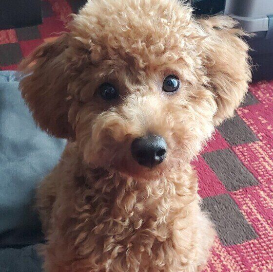 かわいいトイ・プードル