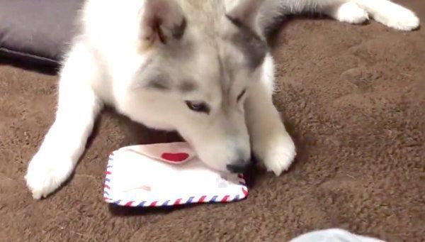 ニオイを嗅ぐシルビアちゃん