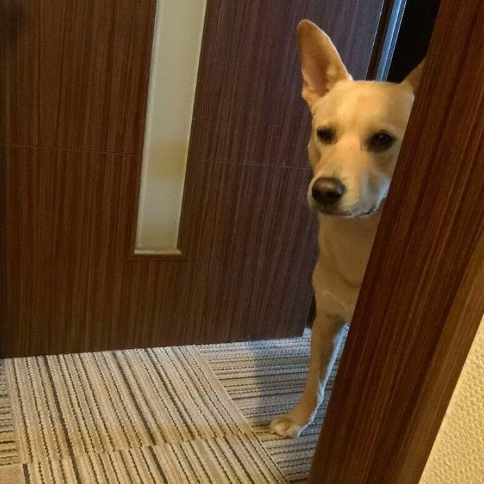 飼い主の安否確認のためトイレに来る犬