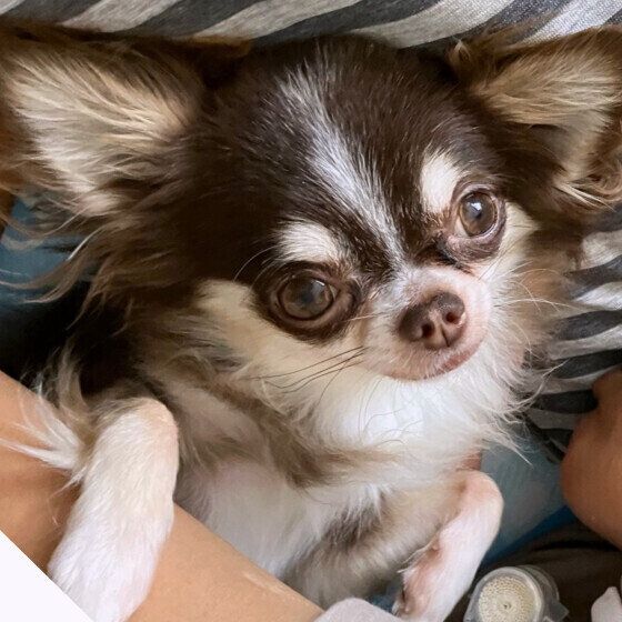 抱っこされているチワワ