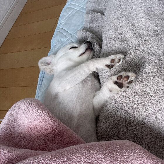 チワワのぽんずちゃん