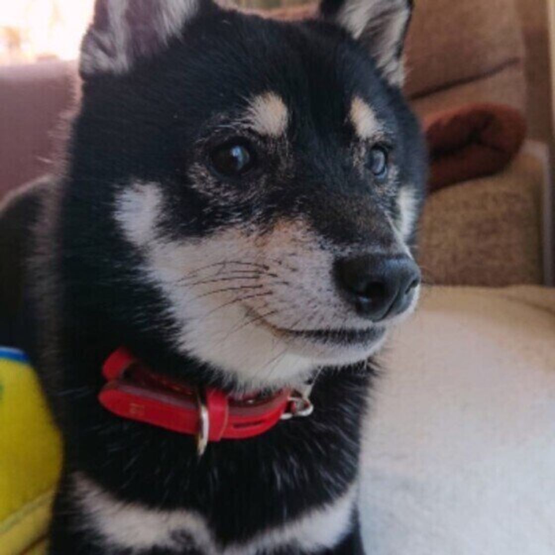 獣医師監修 犬にはちみつを与えるときは注意が必要 与えるメリットとデメリットを解説 いぬのきもちweb Magazine 獣医師監修 犬にはちみつを与えるときは注意が必要 与えるメリットとデメリットを解説 いぬのきもちweb Magazine