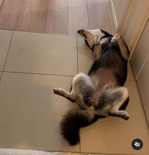 飼い主さんのことを出迎えるぽんずちゃん