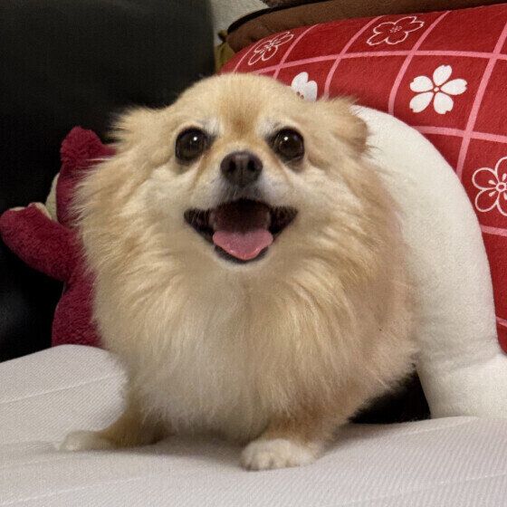 犬が話すように「アウアウ」鳴く理由は？ 犬がしゃべるように鳴くときの気持ち いぬのきもち