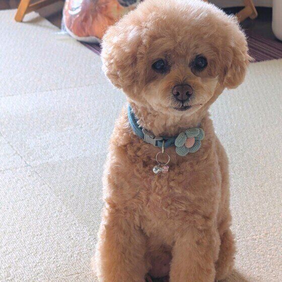 トイ・プードルのももちゃん