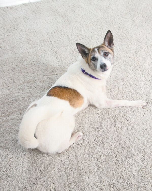 犬の分泌物の状態チェック