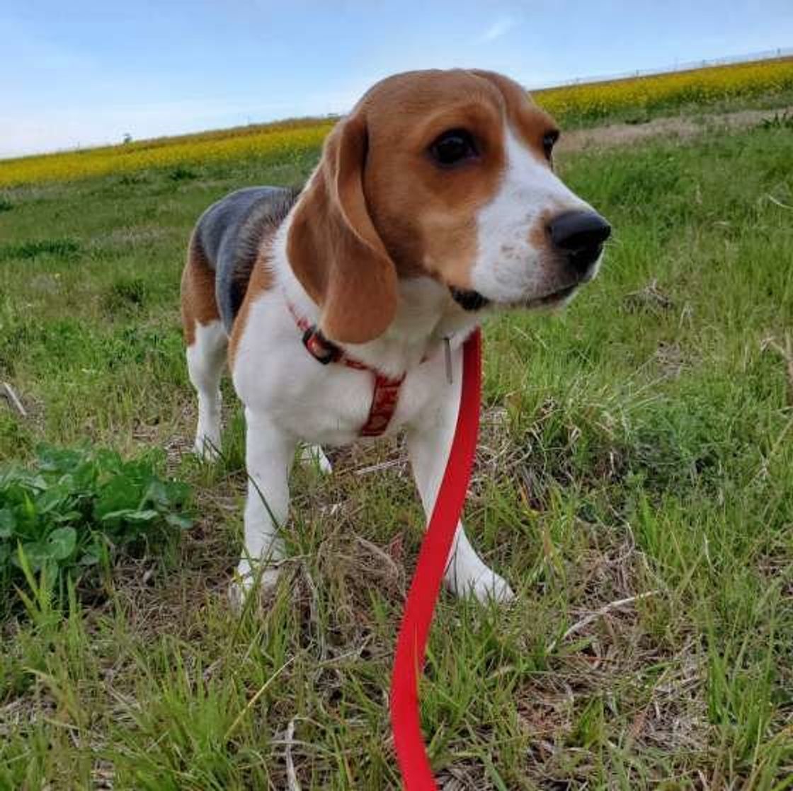 犬の散歩の必需品 あると便利アイテム まとめてみました いぬのきもちweb Magazine 犬の散歩の必需品 あると便利アイテム まとめてみました いぬのきもちweb Magazine