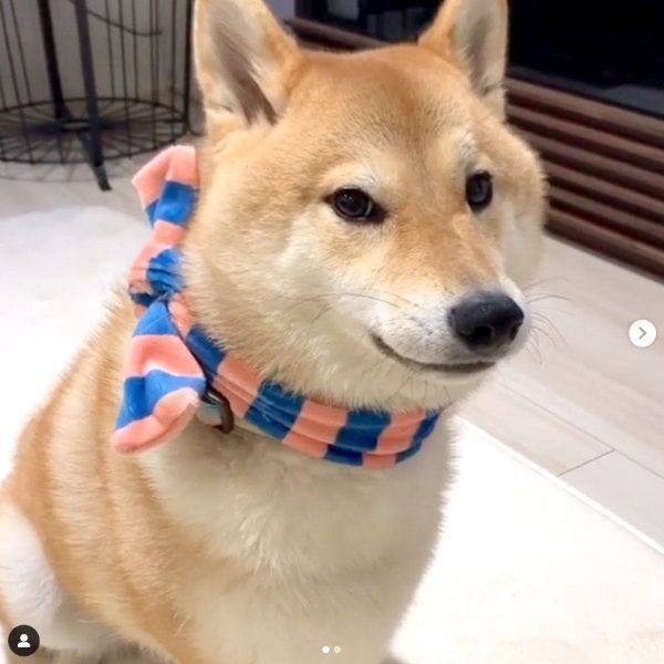 見つめる味噌ちゃん