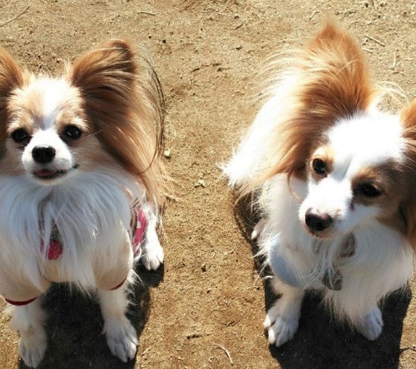 散歩するパピヨン