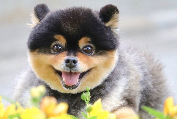 笑顔のたろ吉ちゃん