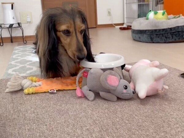 ぬいぐるみをたくさん連れてきた、るのんくん