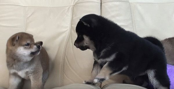 ケンカする柴犬