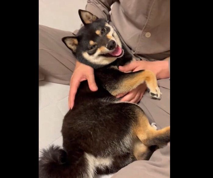 ナデナデしてもらって幸せそうなごまちゃん