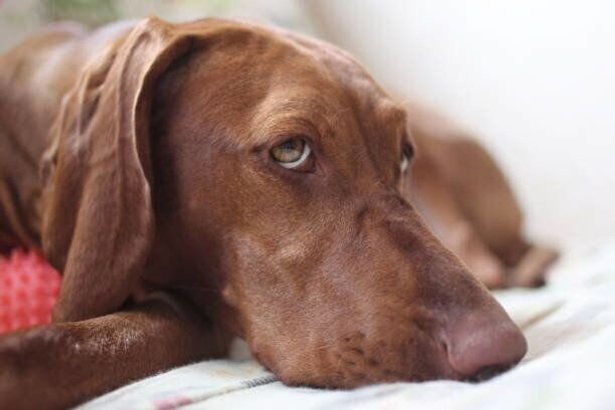 ショートヘアード ハンガリアン ビズラの特徴 性格 最新価格と飼い方 いぬのきもち 犬図鑑 いぬのきもちweb Magazine ショートヘアード ハンガリアン ビズラの特徴 性格 最新価格と飼い方 いぬのきもち 犬図鑑 いぬのきもちweb Magazine