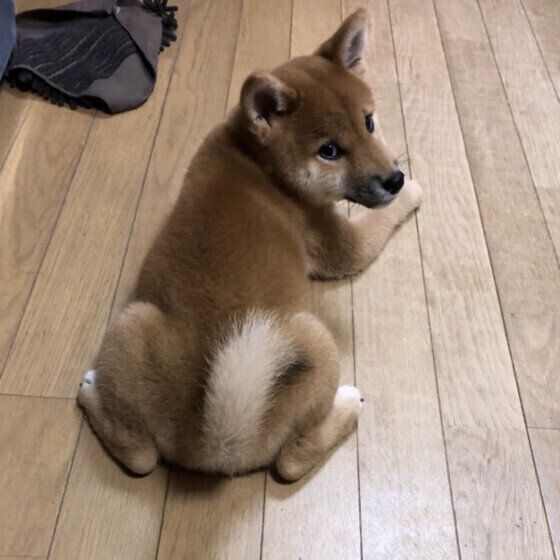 柴犬のコテツくん