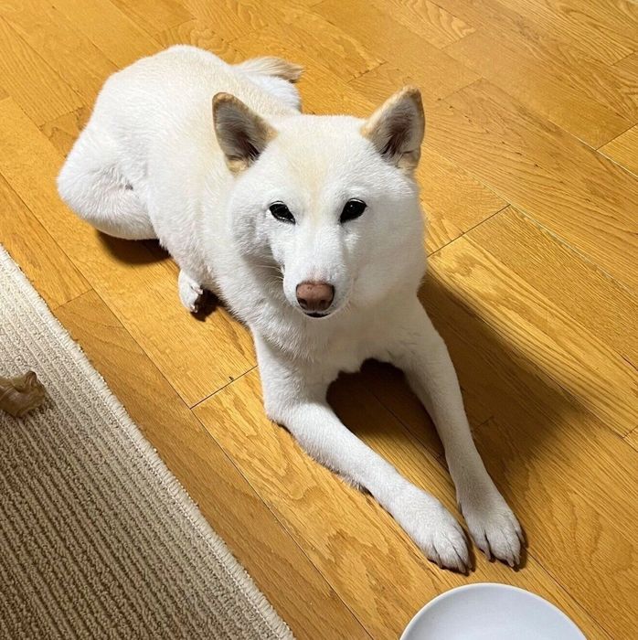 空のお皿の前で無言の圧をかけるチョビちゃん