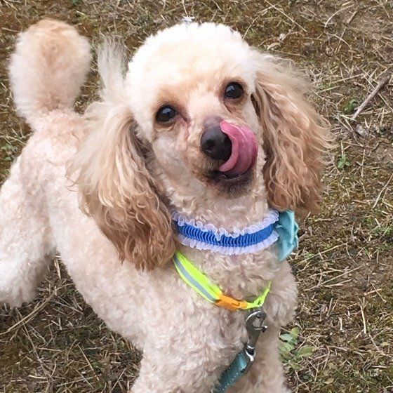 鼻をなめるトイ・プードル