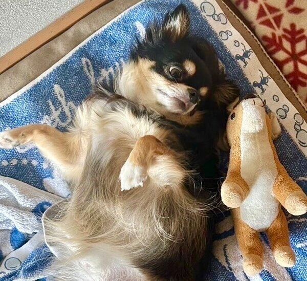 ぬいぐるみと一緒に眠るチョコちゃん