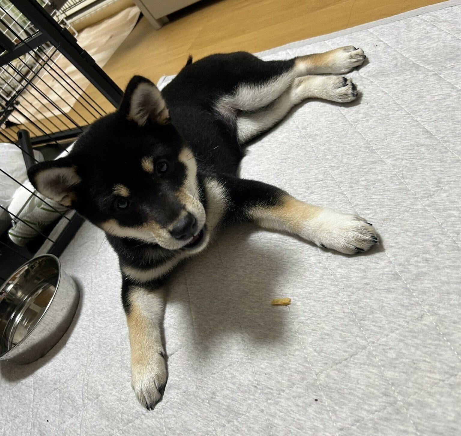 待てを練習する柴犬