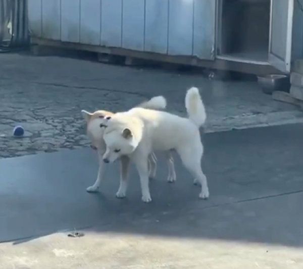 ワンプロするQ太郎くんとみかんちゃん