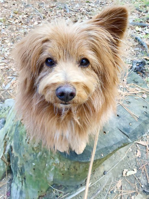 連載「こぐま犬てんすけ」
