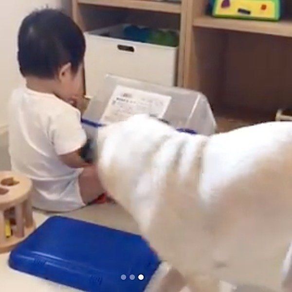 赤ちゃんと見守るパグ