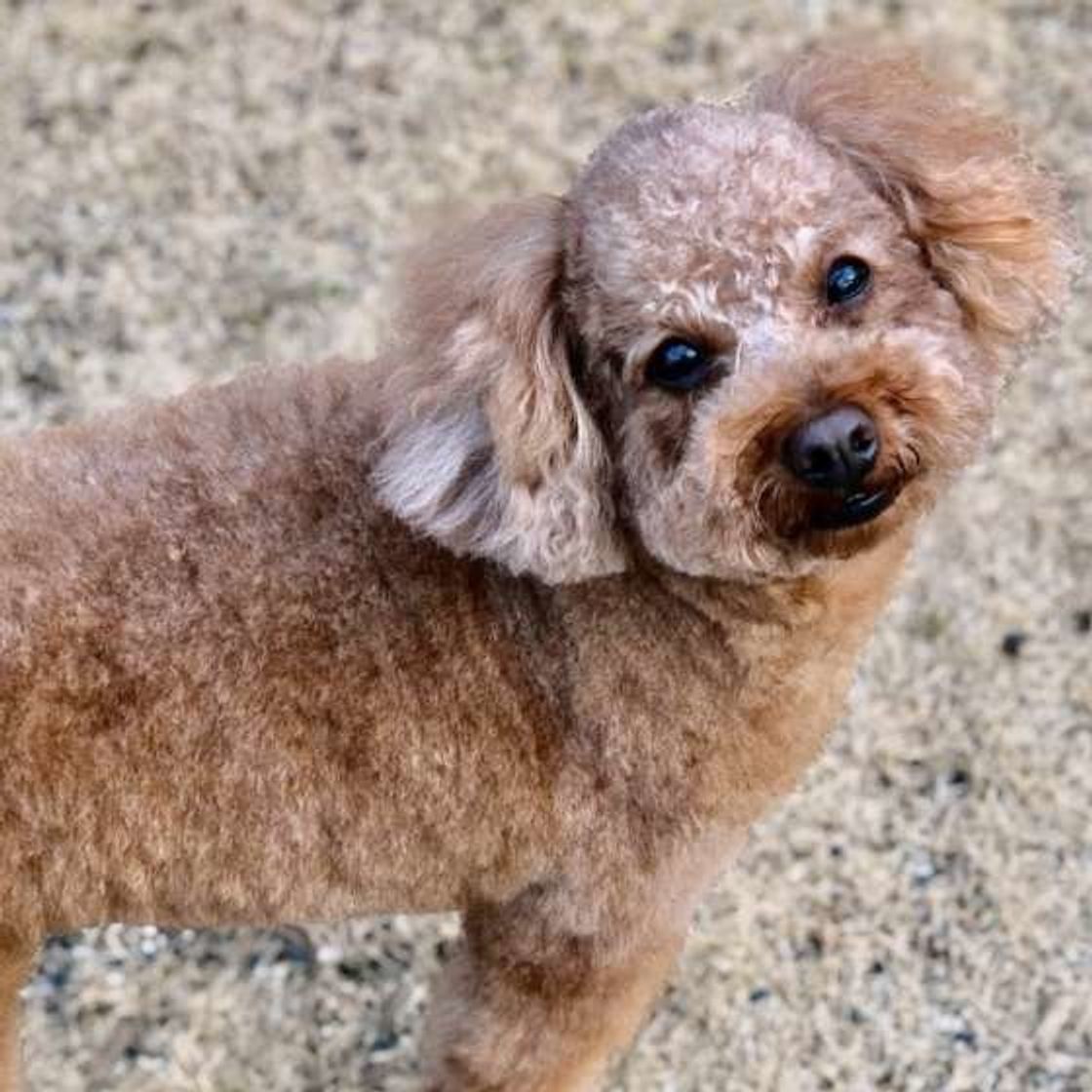 寒い時期でも油断大敵 ノミ ダニが愛犬にもたらす病気とは いぬのきもちweb Magazine 寒い時期でも油断大敵 ノミ ダニが愛犬にもたらす病気とは いぬのきもちweb Magazine