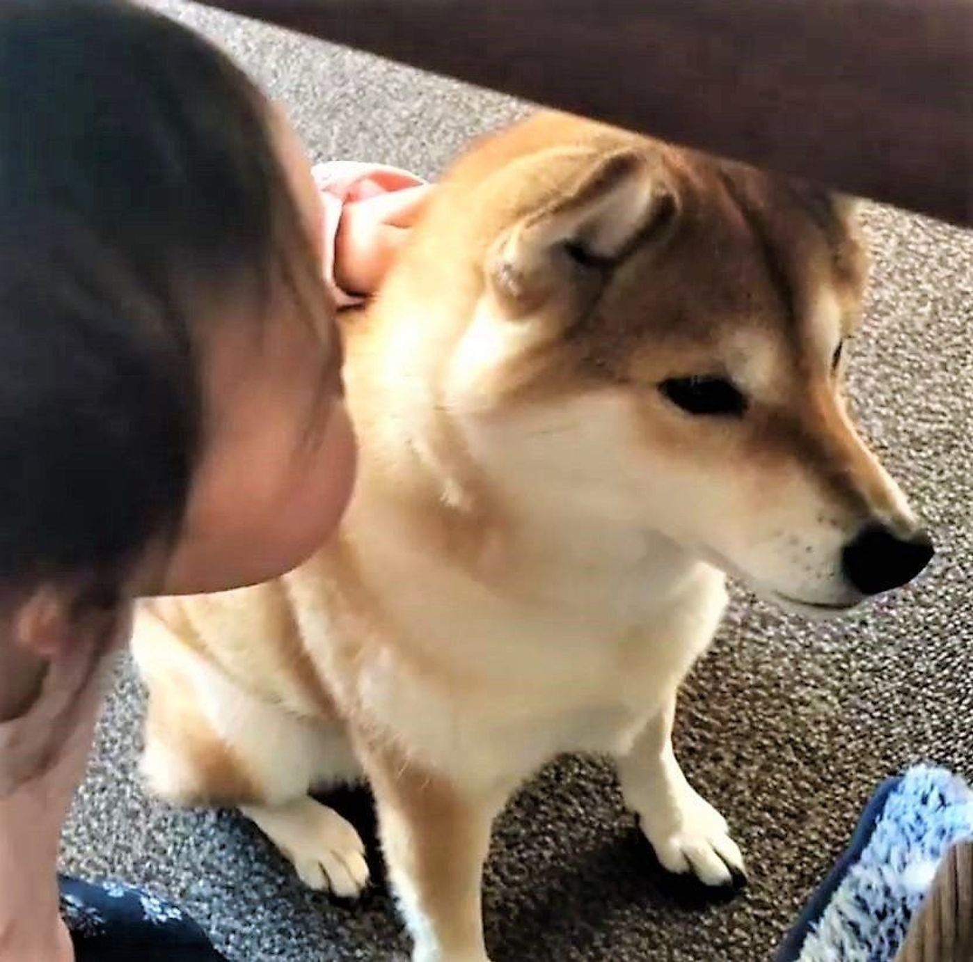 ヤミーって なんなん 英語で話しかけられた柴犬 思わぬ行動に いぬのきもちweb Magazine ヤミーって なんなん 英語で話しかけられた柴犬 思わぬ行動に いぬのきもちweb Magazine