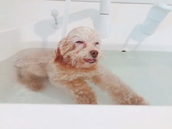 お風呂でまったりするトイ・プードル