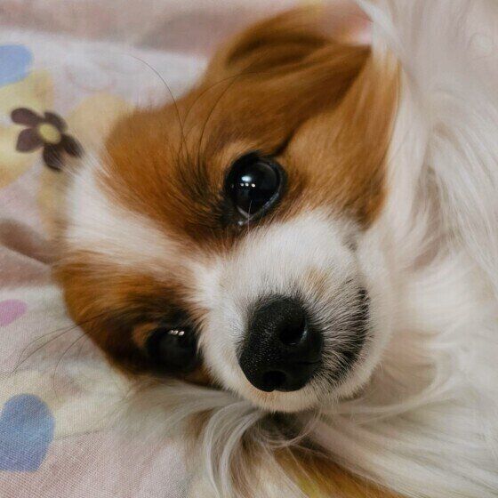 犬が雷を怖がる理由と震えたりパニックを起こしたときの対処法 いぬのきもち