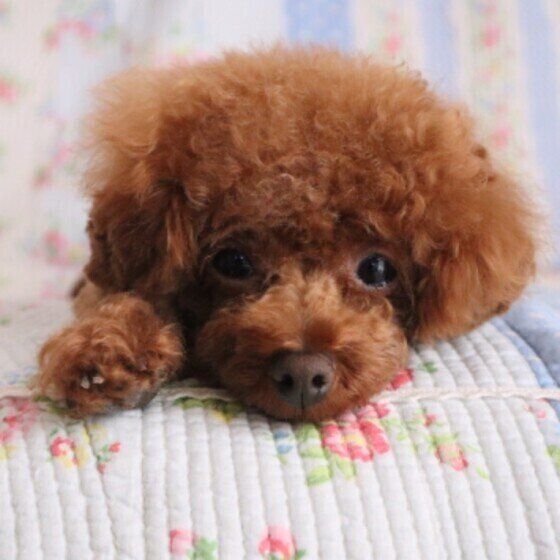 見つめるトイ・プードル