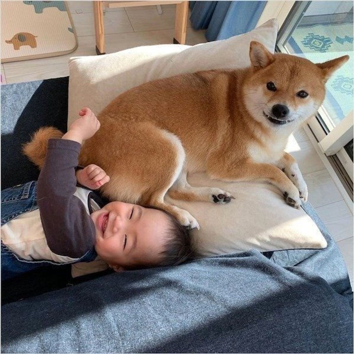 4日ぶりにパパと再会した柴犬と女の子 対照的な喜び方がそれぞれかわいい いぬのきもちweb Magazine 4日ぶりにパパと再会した柴犬と女の子 対照的な喜び方がそれぞれかわいい いぬのきもちweb Magazine