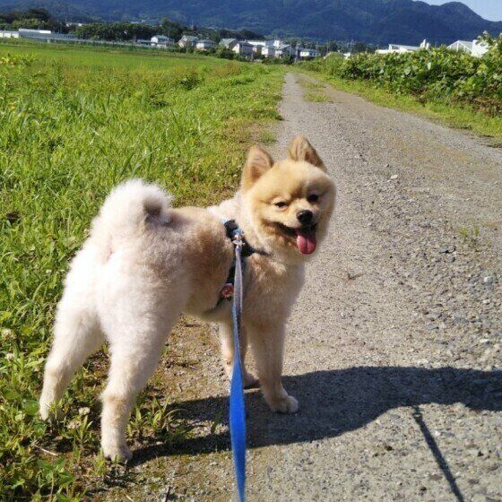 お散歩するポメラニアン