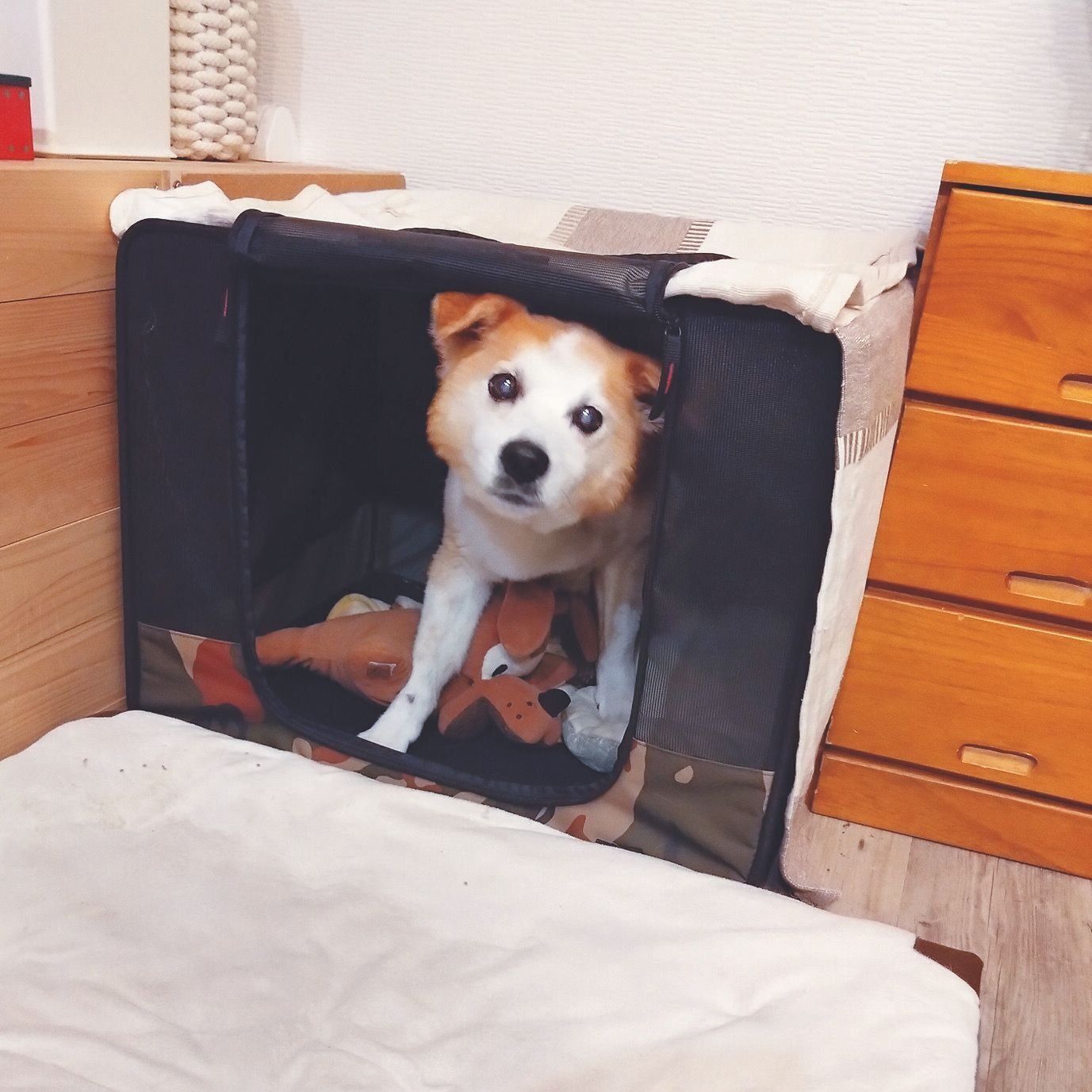 自宅のハウス（写真提供／藤本先生）