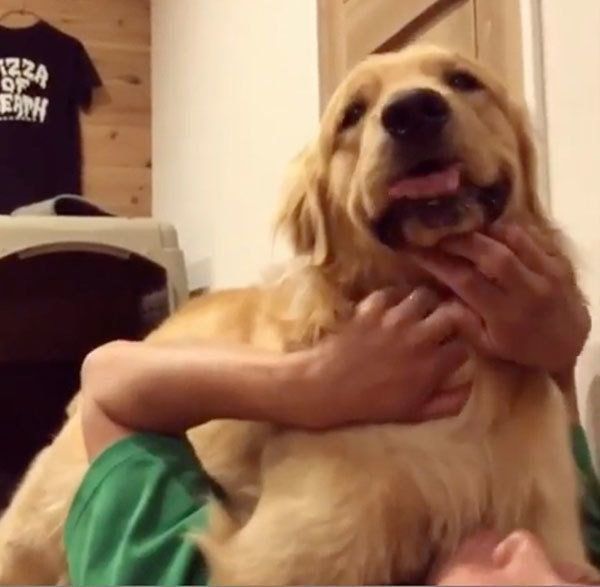 パパと戯れるゴールデン・レトリーバー