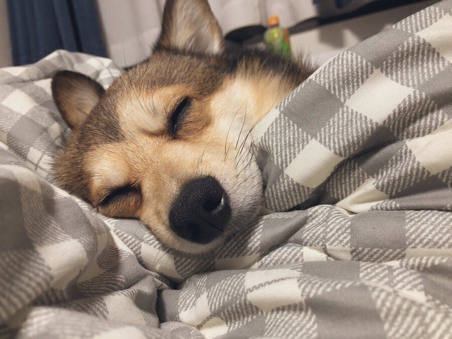 眠るソラちゃん