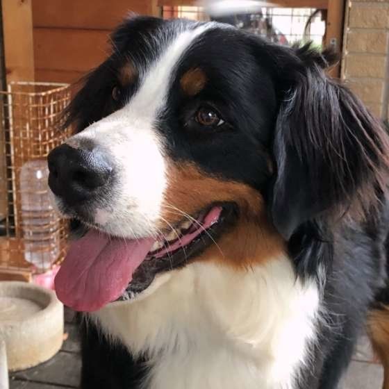 バーニーズ・マウンテン・ドッグ