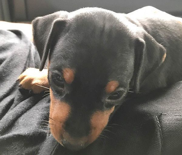 見つめるミニチュア・ピンシャー